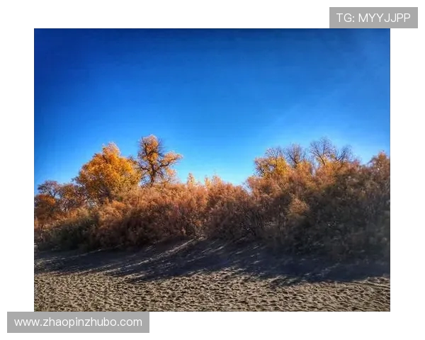 极限挑战与梦想追逐:北京极限运动队的奋斗与荣耀之路 极限挑战与梦想追逐:北京极限运动队的奋斗与荣耀之路